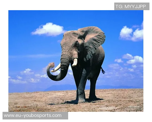 苍蝇与大象的足球赛趣闻：小身材大智慧的较量与友谊的碰撞